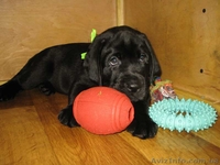 Предлагаются к продаже щенки лабрадора шоу класса. - <ro>Изображение</ro><ru>Изображение</ru> #2, <ru>Объявление</ru> #1373136