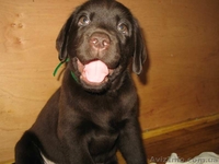 Предлагаются к продаже щенки лабрадора шоу класса. - <ro>Изображение</ro><ru>Изображение</ru> #3, <ru>Объявление</ru> #1373136