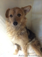 Ветеринарніе услуги - <ro>Изображение</ro><ru>Изображение</ru> #7, <ru>Объявление</ru> #1368955