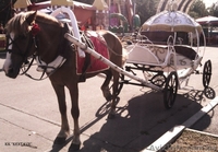 Прокат пони, логшадей, кареты - <ro>Изображение</ro><ru>Изображение</ru> #2, <ru>Объявление</ru> #1368958