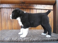 Продам щенков алабая САО - <ro>Изображение</ro><ru>Изображение</ru> #2, <ru>Объявление</ru> #1384163