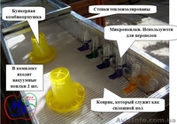 Выращивание цыплят в домашних условиях, брудер. - <ro>Изображение</ro><ru>Изображение</ru> #3, <ru>Объявление</ru> #1391179
