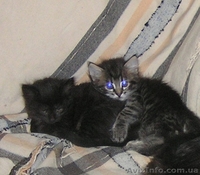 Метисы Турецкой ангоры ( 2 мес) - <ro>Изображение</ro><ru>Изображение</ru> #4, <ru>Объявление</ru> #1403733