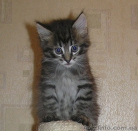 Метисы Турецкой ангоры ( 2 мес) - <ro>Изображение</ro><ru>Изображение</ru> #1, <ru>Объявление</ru> #1403733