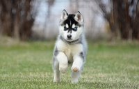 Щенки Породы Сибирский Хаски - Питомник Karnavalda - <ro>Изображение</ro><ru>Изображение</ru> #3, <ru>Объявление</ru> #1403437