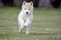 Щенки Породы Сибирский Хаски - Питомник Karnavalda - <ro>Изображение</ro><ru>Изображение</ru> #5, <ru>Объявление</ru> #1403437