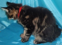 Супер котята мейн-куны от шикарных родителей - <ro>Изображение</ro><ru>Изображение</ru> #3, <ru>Объявление</ru> #1405296