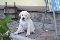  Красивейшие и умнейшие щенки Лабрадора ретривера - <ro>Изображение</ro><ru>Изображение</ru> #1, <ru>Объявление</ru> #1457388