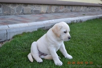  Красивейшие и умнейшие щенки Лабрадора ретривера - <ro>Изображение</ro><ru>Изображение</ru> #2, <ru>Объявление</ru> #1457388