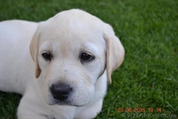  Красивейшие и умнейшие щенки Лабрадора ретривера - <ro>Изображение</ro><ru>Изображение</ru> #3, <ru>Объявление</ru> #1457388