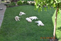  Красивейшие и умнейшие щенки Лабрадора ретривера - <ro>Изображение</ro><ru>Изображение</ru> #5, <ru>Объявление</ru> #1457388