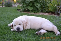  Красивейшие и умнейшие щенки Лабрадора ретривера - <ro>Изображение</ro><ru>Изображение</ru> #4, <ru>Объявление</ru> #1457388