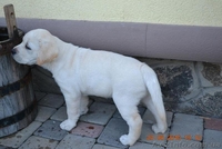  Красивейшие и умнейшие щенки Лабрадора ретривера - <ro>Изображение</ro><ru>Изображение</ru> #6, <ru>Объявление</ru> #1457388