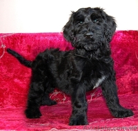 Щенки ризеншнауцеров  - <ro>Изображение</ro><ru>Изображение</ru> #1, <ru>Объявление</ru> #1383502