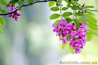 Саженцы морозостойкой Глицинии Вистерии новой почтой, цена от 25 грн - <ro>Изображение</ro><ru>Изображение</ru> #3, <ru>Объявление</ru> #1483878