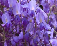 Саженцы морозостойкой Глицинии Вистерии новой почтой, цена от 25 грн - <ro>Изображение</ro><ru>Изображение</ru> #4, <ru>Объявление</ru> #1483878