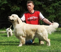 Шикарные щенки золотистого ретривера - <ro>Изображение</ro><ru>Изображение</ru> #2, <ru>Объявление</ru> #1481718