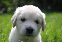 Шикарные щенки золотистого ретривера - <ro>Изображение</ro><ru>Изображение</ru> #4, <ru>Объявление</ru> #1481718