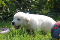 Шикарные щенки золотистого ретривера - <ro>Изображение</ro><ru>Изображение</ru> #6, <ru>Объявление</ru> #1481718