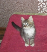 Шерлок и Ватсон - расцветка вискас, метисы (2 мес., мальч.) - <ro>Изображение</ro><ru>Изображение</ru> #4, <ru>Объявление</ru> #1484720