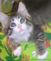 Ватсон и Пэппи - домашние котята (мальч.и дев., 2 мес)  - <ro>Изображение</ro><ru>Изображение</ru> #5, <ru>Объявление</ru> #1487207