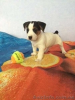 Вашему вниманию предлагаются перспективные щенки Джек Рассел от титулованных родителей - <ro>Изображение</ro><ru>Изображение</ru> #3, <ru>Объявление</ru> #1486547