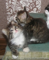 Шерлок и Ватсон - расцветка вискас, метисы (2 мес., мальч.) - <ro>Изображение</ro><ru>Изображение</ru> #1, <ru>Объявление</ru> #1484720