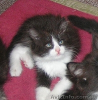 Ватсон и Пэппи - домашние котята (мальч.и дев., 2 мес)  - <ro>Изображение</ro><ru>Изображение</ru> #6, <ru>Объявление</ru> #1487207
