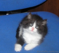 Ватсон и Пэппи - домашние котята (мальч.и дев., 2 мес)  - <ro>Изображение</ro><ru>Изображение</ru> #7, <ru>Объявление</ru> #1487207