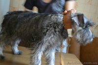 Алиментный щенок миттельшнауцера - <ro>Изображение</ro><ru>Изображение</ru> #2, <ru>Объявление</ru> #1488795