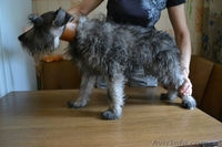 Алиментный щенок миттельшнауцера - <ro>Изображение</ro><ru>Изображение</ru> #1, <ru>Объявление</ru> #1488795