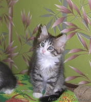 Ватсон и Пэппи - домашние котята (мальч.и дев., 2 мес)  - <ro>Изображение</ro><ru>Изображение</ru> #4, <ru>Объявление</ru> #1487207