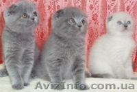 Шотландские плюшевые вислоухие котята. - <ro>Изображение</ro><ru>Изображение</ru> #3, <ru>Объявление</ru> #32716