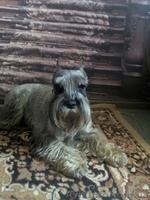 Питомник предлагает высокопородных щенков  - <ro>Изображение</ro><ru>Изображение</ru> #3, <ru>Объявление</ru> #1519131