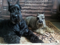 Питомник предлагает высокопородных щенков  - <ro>Изображение</ro><ru>Изображение</ru> #1, <ru>Объявление</ru> #1519131