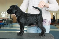 Продаются щенки миттельшнауцера черного окраса - <ro>Изображение</ro><ru>Изображение</ru> #2, <ru>Объявление</ru> #1520895