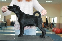 Продаются щенки миттельшнауцера черного окраса - <ro>Изображение</ro><ru>Изображение</ru> #5, <ru>Объявление</ru> #1520895