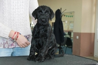 Продаются щенки миттельшнауцера черного окраса - <ro>Изображение</ro><ru>Изображение</ru> #6, <ru>Объявление</ru> #1520895