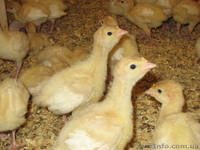 Продам инкубационное яйцо, суточных и подрощенных индюшат - <ro>Изображение</ro><ru>Изображение</ru> #4, <ru>Объявление</ru> #1531713