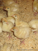 Продам инкубационное яйцо, суточных и подрощенных индюшат - <ro>Изображение</ro><ru>Изображение</ru> #5, <ru>Объявление</ru> #1531713