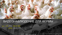 Установить видеонаблюдение на птицеферме - <ro>Изображение</ro><ru>Изображение</ru> #1, <ru>Объявление</ru> #1532717