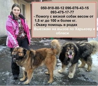 Профессиональный инструктор по вязке собак в Харькове - <ro>Изображение</ro><ru>Изображение</ru> #1, <ru>Объявление</ru> #1544971