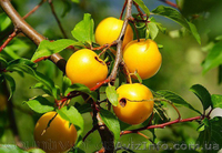 Продам саженцы Айва лесная низкорослая (без кома) и много других растений - <ro>Изображение</ro><ru>Изображение</ru> #3, <ru>Объявление</ru> #1562544