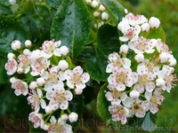 Продам саженцы Черноплодной Рябины (Аронии) и много других растений - <ro>Изображение</ro><ru>Изображение</ru> #2, <ru>Объявление</ru> #1562596