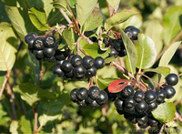 Продам саженцы Черноплодной Рябины (Аронии) и много других растений - <ro>Изображение</ro><ru>Изображение</ru> #3, <ru>Объявление</ru> #1562596