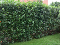 Продам саженцы Черноплодной Рябины (Аронии) и много других растений - <ro>Изображение</ro><ru>Изображение</ru> #7, <ru>Объявление</ru> #1562596