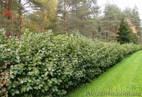 Продам саженцы Черноплодной Рябины (Аронии) и много других растений - <ro>Изображение</ro><ru>Изображение</ru> #8, <ru>Объявление</ru> #1562596