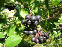 Продам саженцы Черноплодной Рябины (Аронии) и много других растений - <ro>Изображение</ro><ru>Изображение</ru> #9, <ru>Объявление</ru> #1562596