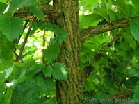 Продам саженцы Береста и много других растений (опт от 1000 грн) - <ro>Изображение</ro><ru>Изображение</ru> #1, <ru>Объявление</ru> #1562814