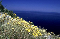 Продам саженцы Бессмертник и много других растений (опт от 1000 грн) - <ro>Изображение</ro><ru>Изображение</ru> #2, <ru>Объявление</ru> #1562586